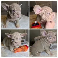 New Shade male and female, a male French Bulldog for sale in Riverside, CA – 2 of 3