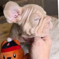 New Shade Isabella Male, a male French Bulldog for sale in Riverside, CA – 2 of 5