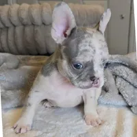Lilac merle boy, a male French Bulldog for sale in Riverside, CA – 3 of 5