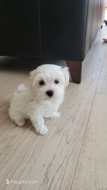 Simey – Maltese puppy for sale in The Woodlands, TX