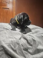 Yellow Girl , a female Boerboel for sale in Saint Albans, NY – Photo 2 of 3