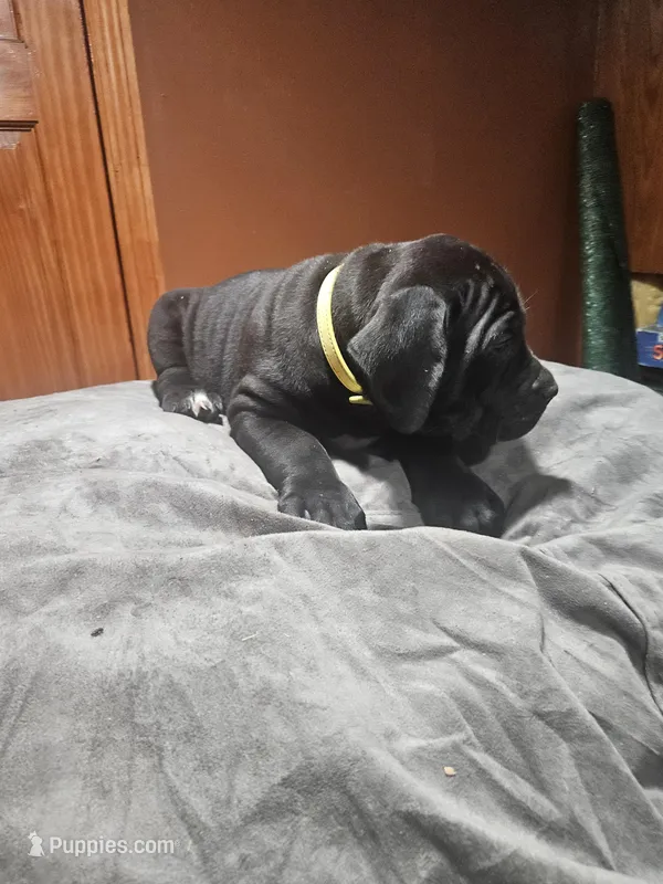 Yellow Girl  – Boerboel puppy for sale in Saint Albans, NY