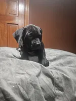 Yellow Girl , a female Boerboel for sale in Saint Albans, NY – Photo 3 of 3