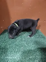 Lime girl, a female Boerboel for sale in Saint Albans, NY – Photo 2 of 2