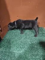 Black boy, a male Boerboel for sale in Saint Albans, NY – Photo 2 of 2