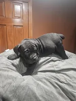 Black boy, a male Boerboel for sale in Saint Albans, NY – Photo 2 of 2