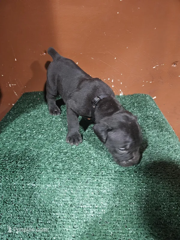 Black boy – Boerboel puppy for sale in Saint Albans, NY
