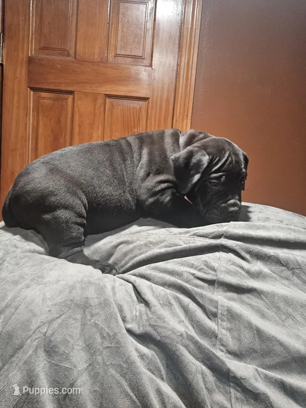 Black boy – Boerboel puppy for sale in Saint Albans, NY