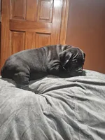 Black boy, a male Boerboel for sale in Saint Albans, NY – Photo 1 of 2