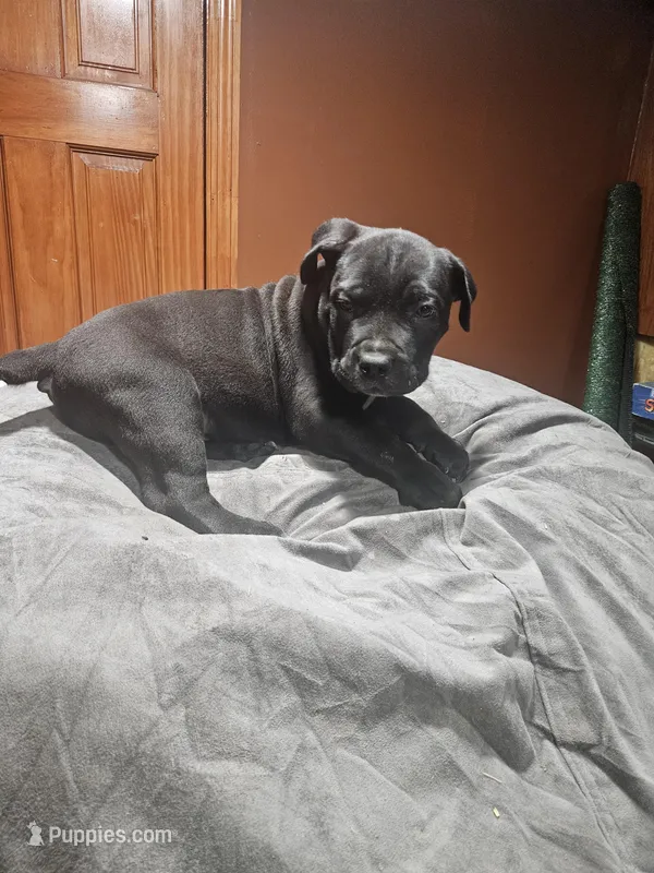 Blue Boy – Boerboel puppy for sale in Saint Albans, NY