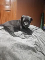 Blue Boy, a male Boerboel for sale in Saint Albans, NY – Photo 1 of 2