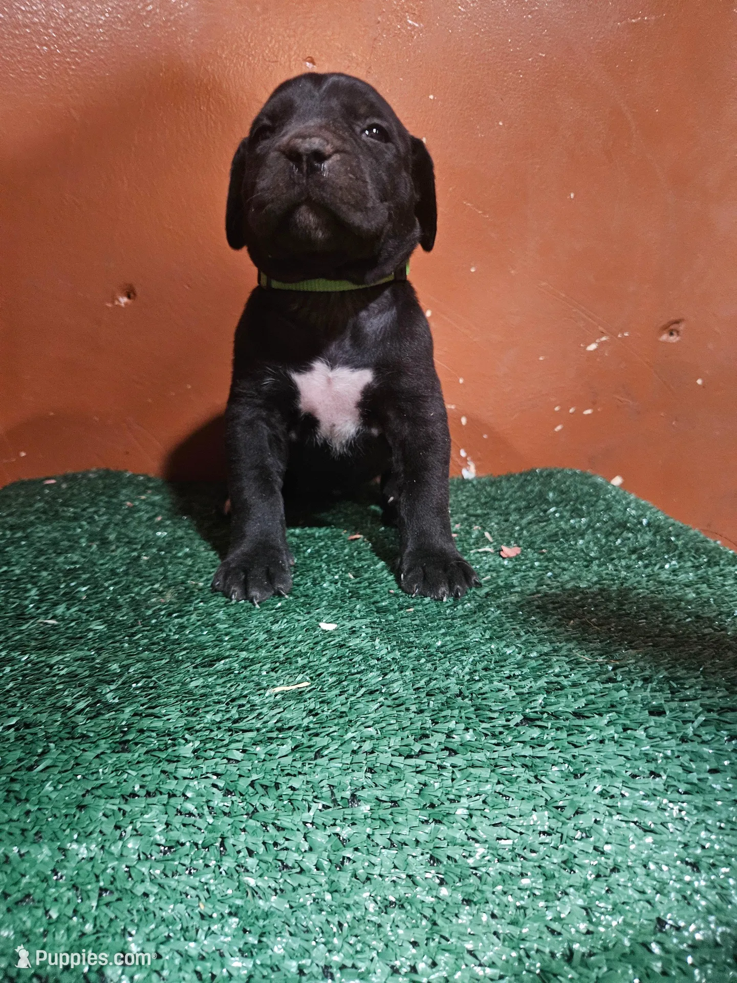 Lime girl – Boerboel puppy for sale in Saint Albans, NY