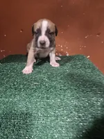 Green boy, a male Boerboel for sale in Saint Albans, NY – Photo 2 of 2