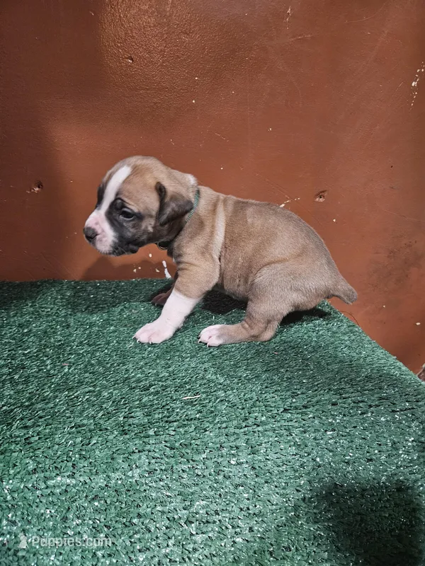 Green boy – Boerboel puppy for sale in Saint Albans, NY