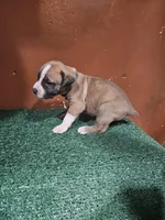 Green boy, a male Boerboel for sale in Saint Albans, NY – Photo 1 of 2