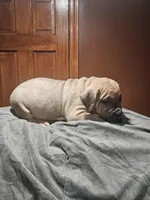 Orange boy , a male Boerboel for sale in Saint Albans, NY – Photo 2 of 2