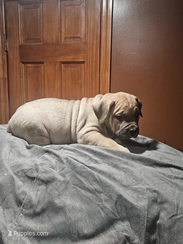 Orange boy  – Boerboel puppy for sale in Saint Albans, NY