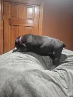 Pink Girl , a female Boerboel for sale in Saint Albans, NY – Photo 2 of 2