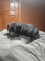 Pink Girl , a female Boerboel for sale in Saint Albans, NY – Photo 1 of 2