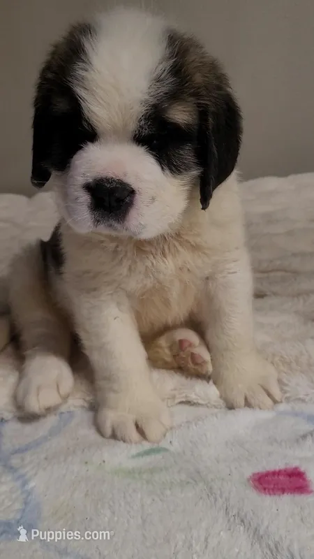 Snowbell, a female Saint Bernard for sale in Brandon, SD – Photo 1 of 2