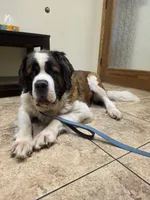 Moana, a female Saint Bernard for sale in Brandon, SD – 1 of 2