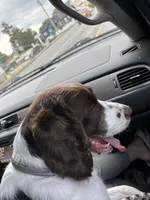Lizzie , a female English Springer Spaniel for sale in Richfield, PA – 3 of 7