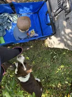 Lizzie , a female English Springer Spaniel for sale in Richfield, PA – 6 of 7