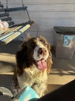 Lizzie , a female English Springer Spaniel for sale in Richfield, PA – 2 of 7