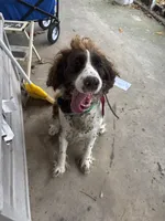 Lizzie , a female English Springer Spaniel for sale in Richfield, PA – 4 of 7