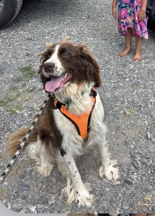 Lizzie  – English Springer Spaniel puppy for sale in Richfield, PA