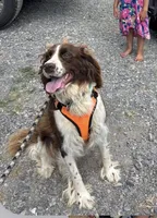 Lizzie , a female English Springer Spaniel for sale in Richfield, PA – 1 of 7