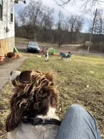 Lizzie , a female English Springer Spaniel for sale in Richfield, PA – 5 of 7