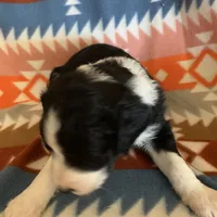 Layla’s Male #4, a male Aussiedoodle for sale in Prospect, TN – Photo 6 of 9