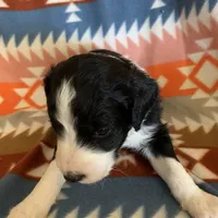 Layla’s Male #4, a male Aussiedoodle for sale in Prospect, TN – Photo 4 of 9