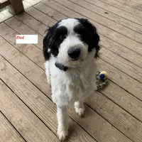 Layla’s Male #4, a male Aussiedoodle for sale in Prospect, TN – Photo 7 of 9