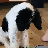 Layla’s Male #4, a male Aussiedoodle for sale in Prospect, TN – Photo 5 of 9