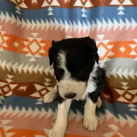 Layla’s Male #4, a male Aussiedoodle for sale in Prospect, TN – Photo 3 of 9