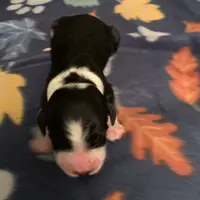 Layla’s Male #4, a male Aussiedoodle for sale in Prospect, TN – Photo 8 of 9