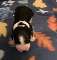 processed/a9befc57-754e-4137-8cbb-b8b26737659f/listing/15727077-9c02-4d6e-baf7-94ca83ab0532/7a117198-15cb-47ec-b3f5-e98011a95cfd