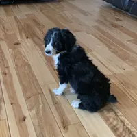 Layla’s Male #4, a male Aussiedoodle for sale in Prospect, TN – Photo 1 of 9