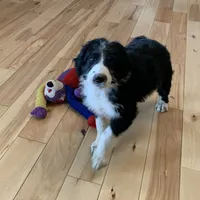 Layla’s Male #4, a male Aussiedoodle for sale in Prospect, TN – Photo 2 of 9