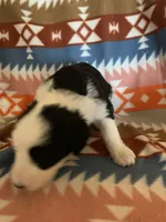 processed/a9befc57-754e-4137-8cbb-b8b26737659f/listing/25b6814e-b692-4f1e-aa53-c58fa2bae40f/b6799900-8e22-48b8-8f4d-7b478a503bba