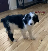 processed/a9befc57-754e-4137-8cbb-b8b26737659f/listing/3532c495-713c-4f1e-91b7-89e9fbbcc06c/aabd7d91-ae50-4927-b070-4bba1ec64963