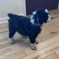 Layla’s Male #3, a male Aussiedoodle for sale in Prospect, TN – Photo 4 of 10