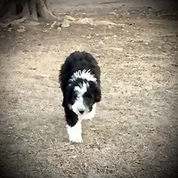 Layla’s Male #3, a male Aussiedoodle for sale in Prospect, TN – Photo 1 of 10