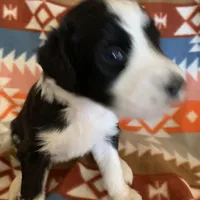 Layla’s Male #3, a male Aussiedoodle for sale in Prospect, TN – Photo 6 of 10