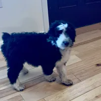 Layla’s Male #3, a male Aussiedoodle for sale in Prospect, TN – Photo 2 of 10