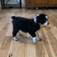 Layla’s Male #3, a male Aussiedoodle for sale in Prospect, TN – Photo 3 of 10