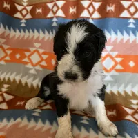 Layla’s Male #3, a male Aussiedoodle for sale in Prospect, TN – Photo 5 of 10