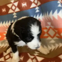 Layla’s Male #3, a male Aussiedoodle for sale in Prospect, TN – Photo 7 of 10